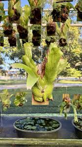 Image result for Platycerium stemaria