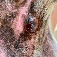 What Dog Skin Cancer Looks Like Signs Pics Walkerville Vet