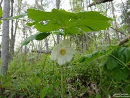 Image result for Podophyllum  peltatum
