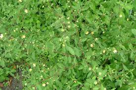 Image result for Sida rhombifolia