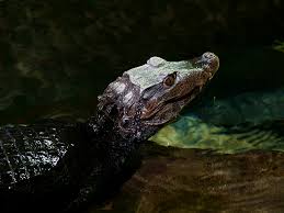 Live arrival guaranteed when you buy an alligator from us! Cuvier S Dwarf Caimans The Living Planet Aquarium
