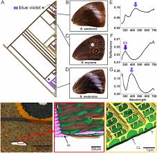 Aug 15, 2003 · with the emergence of the first entities that could be termed living would come the emergence of biological selection or natural selection in which contingency plays a much greater part. Artificial Selection For Structural Color On Butterfly Wings And Comparison With Natural Evolution Pnas