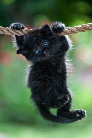 Just Hangin In There Cute Cats Kittens Cutest Names For Black Cats