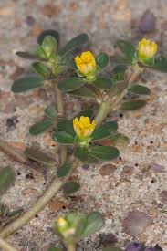 Image result for Portulacaceae