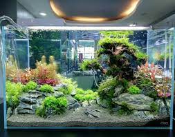 Beautiful Aquascape Freshwater Tank Fish Tank Terrarium Freshwater Aquarium Plants Tropical Fish Tanks