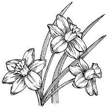 How To Draw A Daffodil In 5 Steps Flower Drawing Plant Drawing Drawings