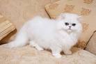 Chinchilla Cat Breed Information | CatDogFish