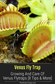 Venus Fly Trap Growing And Care Of Venus Flytraps 8 Tips More Venus Fly Trap Fly Traps Venus Fly Trap Soil
