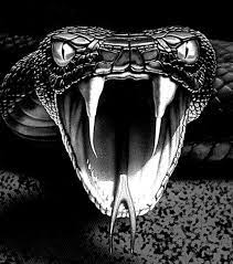 Viper Snake 3rd Black Zodiac Sign Cobra Tattoo Viper Snake Snake Tattoo Design