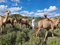 The ruling on the petitions seeking to stop the iebc from conducting a referendum to implement the bbi bill is set for thursday. Zub9gjfs8rv0nm