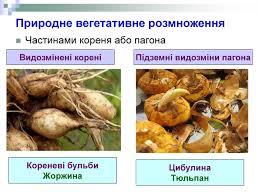 Які основні зони розрізняють від кінчика до основи кореня? Prezentaciya Vegetativne Rozmnozhennya Roslin