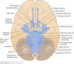 Brainstem nuclei serve a similar purpose, as they are the central networks through which nerve cells and nerves originate and perform their the brainstem is the most primitive portion of the brain. The Brain Stem And Cerebellum Neupsy Key