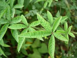 Image result for Merremia quinquefolia