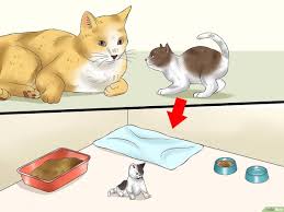 5 Cara Untuk Memisahkan Anak Kucing Dari Induknya Untuk Diadopsi