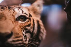 Shooting Tigers in Early 20th-Century ...