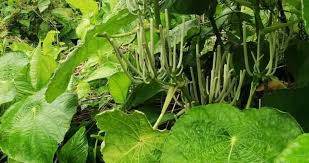 Image result for Piper umbellatum