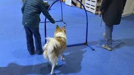 Begegnung mit Schulhund – ein besonderes Erlebnis...