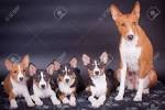 Basenji Puppies for Sale - Adoptapet