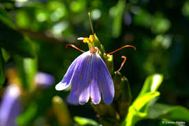 Image result for Sclerochiton hirsutus