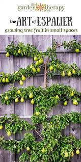 The Art Of Espalier Growing Fruit Trees In Small Spaces Garden Therapy Fruit Garden Growing Fruit Trees Espalier Fruit Trees