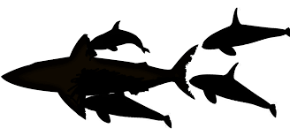 Megalodon would probably win if he would attack from behind becouse he was big but he was fast.but what would happen if they faced head to head that no one can know. Megalodon Vs Orca Killer Whale Who Would Win By Max Hawthorne