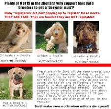 They often don't have adequate financial gain is often the primary goal for a backyard breeder. 60 Backyard Breeders Puppy Mills Pet Stores Ideas Puppy Mills Breeders Puppies