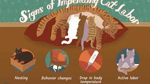 For some kitties it's over in a couple of hours, for others that go into interrupted labor, it can even be days. How To Help A Pregnant Cat Give Birth