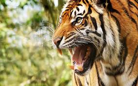 Aniversário da cidade de são gon. Tigre Wallpapers Group 84