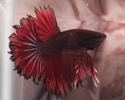 Pin On Beautiful Betta Fish