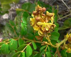 Image result for Caesalpinia glandulosopedicellata