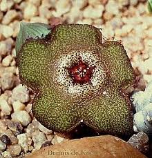 Image result for Tridentea marientalensis