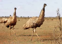 Emu appears in shanghai rankings once again. Emu Infos Bilder Zum Flugunfahigen Laufvogel