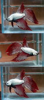 Fwbettasvt1416066718 Red Dragon Veiltails Betta Fish Pretty Fish Betta