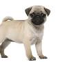 Pug puppies near me from marketplace.akc.org