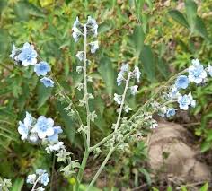 Image result for Cynoglossum inyangense