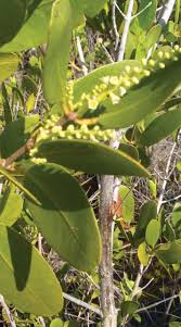 Image result for Rhizophora racemosa