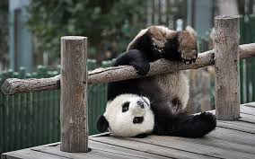 99 gambar kartun lucu imut gokil terbaru kualitas hd. Panda Hitam Coklat Dan Putih Permainan Beruang Panda Wallpaper Hd Wallpaperbetter
