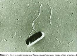 Image result for Peponium sp. A