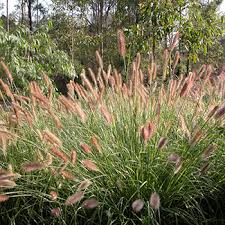 Check spelling or type a new query. Australian Native Cottage Garden