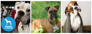 Click On Http Www Bestcatanddognutrition Com Roger Biduk Canadian Animal Rescues Shelters For Link To Canadian Animals Animal Rescue Animal Rescue Shelters