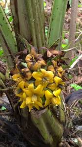 Image result for Curculigo pilosa