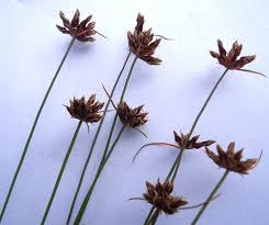 Image result for Bulbostylis trabeculata