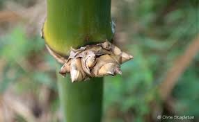 Image result for Oldeania alpina