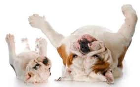 How To Treat My Dog If Presents Allergy After A Bee Sting - Quora