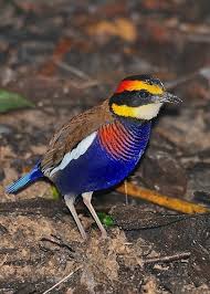 Epingle Par Christina Young Sur Nature Oiseaux Exotiques Beaux Oiseaux Les Oiseaux Du Monde