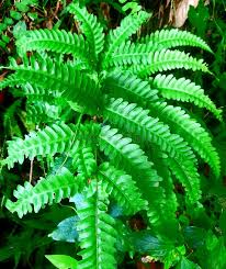 Image result for Pneumatopteris