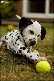The dalmatian family consists of 101 dalmatians (2 parents and 99 puppies), as the title of the series suggests. Dalmatian Puppy Cute Animals Baby Animals Dalmatian Puppy