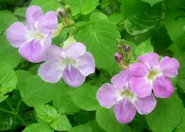 Image result for Asystasia gangetica