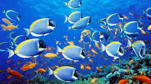 Load all your personal video files into live wallpaper software and set it as your animated wallpaper or download from our collections of hundreds of amazing live wallpapers. Animated Fish Wallpapers Top Free Animated Fish Backgrounds Wallpaperaccess
