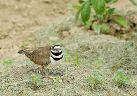 Killdeer identification, all about birds, cornell lab of ornithology. A Nesting Bird Nearly Derailed A Canadian Music Festival Smart News Smithsonian Magazine